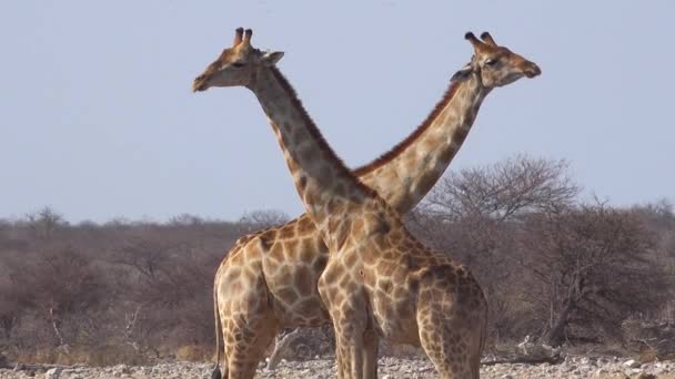 Due Giraffe Adolescenti Giocano Capofitto Una Contro Altra Una Dimostrazione — Video Stock