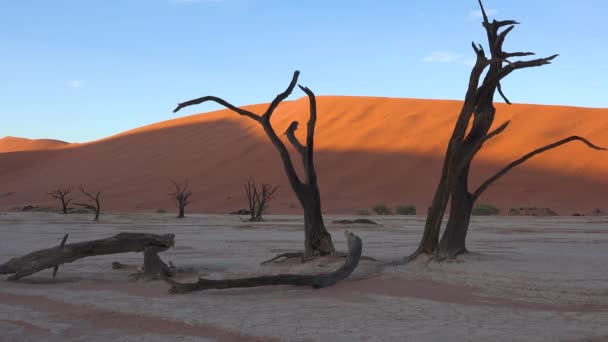 ナミブ ノークルフト国立公園 ナミブ砂漠 ナミビアのデアドレイとソスススススススヴレイの夜明けにシルエットの枯れ木 — ストック動画