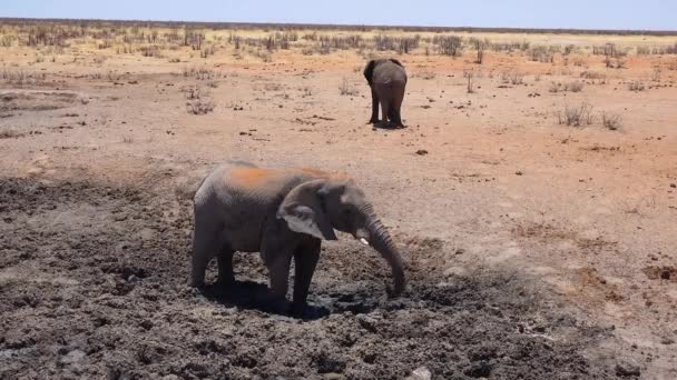 ナミビアのエトーシャ公園とアフリカのサバンナの散水穴で泥の中の若い象の風呂 — ストック動画