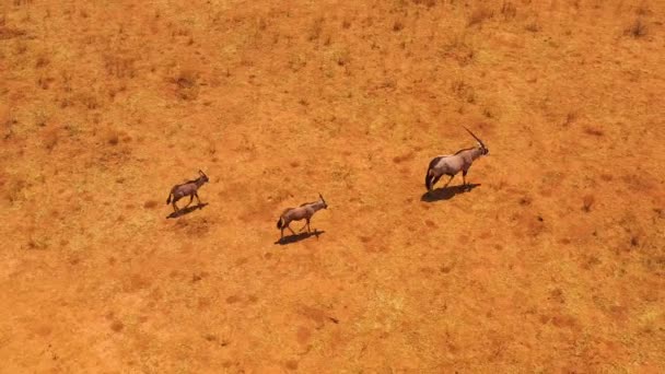 Aerial Mother Oryx Baby Antelopes Walking Plains Africa Erindi Namibia — Stock Video