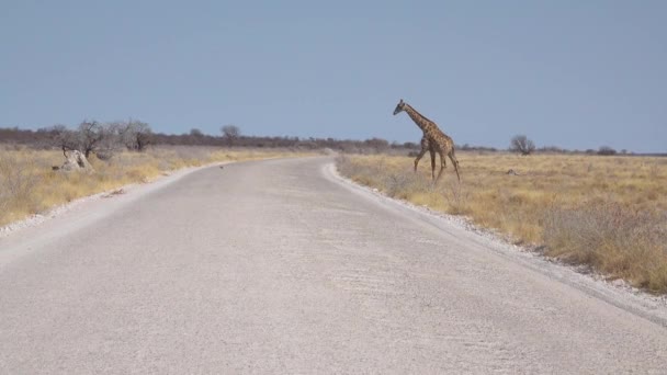 Una Giraffa Solitaria Attraversa Strada Nel Parco Nazionale Etosha Namibia — Video Stock