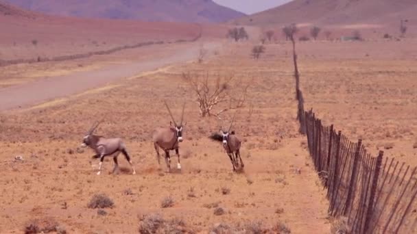 Антилопы Орикс Бегут Через Дорогу Пустыне Намиб Намибия — стоковое видео