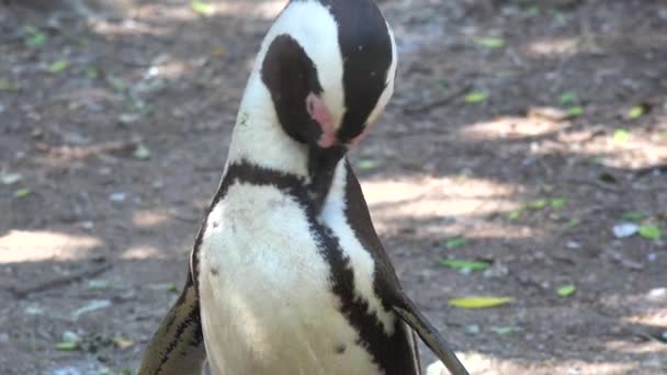 南アフリカ共和国の喜望峰のビーチでジャッカスの黒い足のペンギンの良い終わり — ストック動画