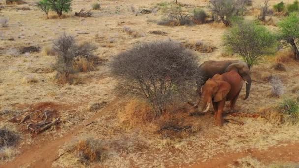 Velký Letoun Nad Dvěma Krásnými Africkými Slony Savaně Africe Safari — Stock video