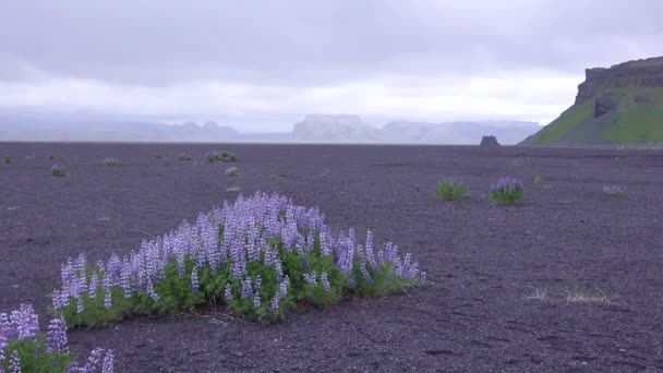 Las Flores Pino Púrpura Crecen Paisaje Volcánico Crudo Islandia — Vídeos de Stock