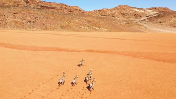 Excellente Antenne Animalière Zèbres Dans Désert Namibien Afrique Namibie — Video