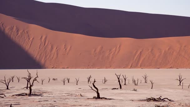Turistas Caminan Cerca Árboles Muertos Siluetas Amanecer Deadvlei Sossusvlei Namib — Vídeo de stock