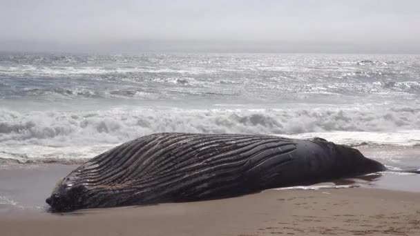 Una Megattera Morta Sdraiata Una Spiaggia Abbandonata Lungo Costa Atlantica — Video Stock