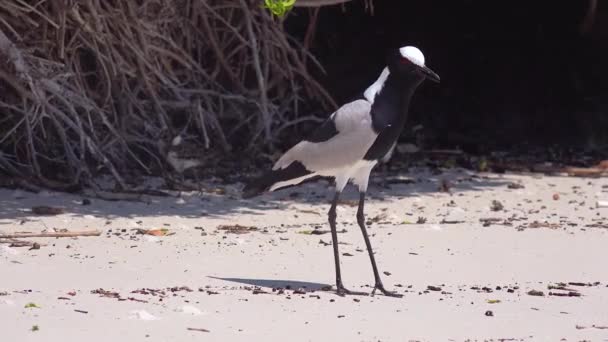 Kovář Lapwing Pták Cvrliká Chrání Své Děti Podél Pláže Poblíž — Stock video