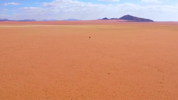 Εναέρια Όπως Μια Μοναχική Στρουθοκάμηλος Περπατά Στις Πεδιάδες Της Αφρικής — Αρχείο Βίντεο