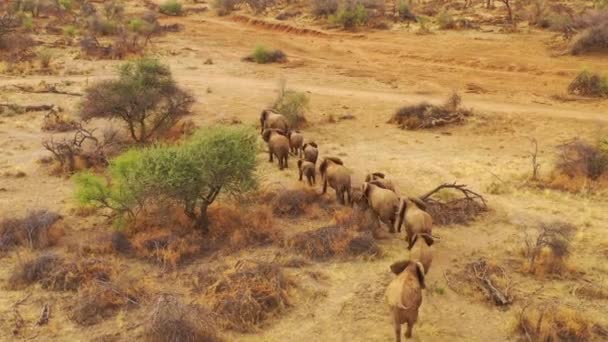 在纳米比亚厄林迪公园的灌木丛和草原上 无人驾驶飞机飞越了成群的非洲大象 — 图库视频影像