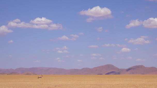ナミビアのナミブ砂漠を歩く孤独なオリックスのカモシカ — ストック動画