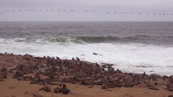 数以千计的海豹和幼崽聚集在纳米比亚海角十字海豹保护区的一个大西洋海滩上 — 图库视频影像
