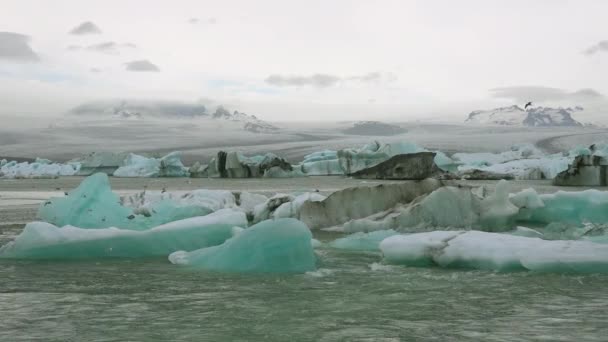 Icebergs Arctic Tern Pássaros Rio Ártico Congelado Jokulsarlon Laguna Geleira — Vídeo de Stock