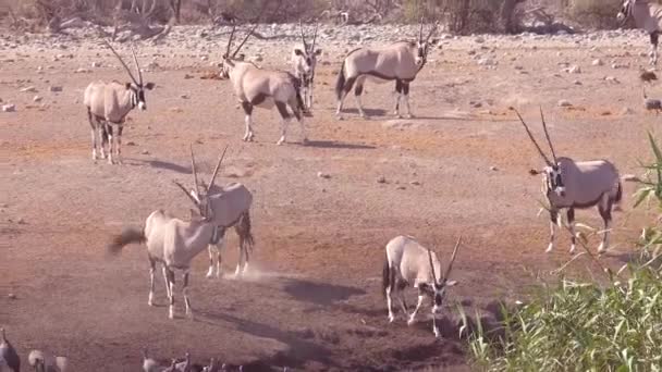 Αντιλόπες Oryx Φτάνουν Μια Τρύπα Ποτίσματος Στο Εθνικό Πάρκο Etosha — Αρχείο Βίντεο
