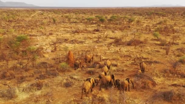Лінійка Дронів Над Величезним Сімейним Стадом Африканських Слонів Мандрують Через — стокове відео