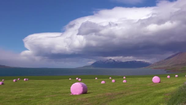 Zlanda Tarlalarında Lokum Gibi Plastik Silindirlere Sarılı Büyük Pembe Saman — Stok video