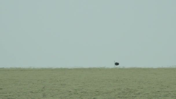 Struts Fjärran Skimrar Hettan Etosha Pan Namibia Afrika — Stockvideo