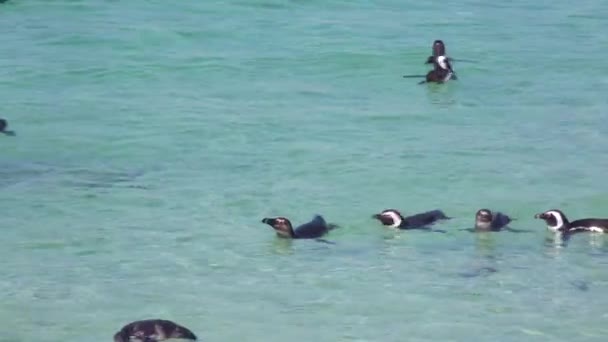 Десятки Черноногих Пингвинов Плавают Возле Боулдер Бич Мысе Доброй Надежды — стоковое видео