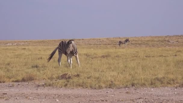 在非洲的埃托沙国家公园 一辆狩猎车经过了一大群尘土飞扬的斑马 — 图库视频影像