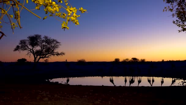 Foto Notável Girafas Bebendo Refletida Buraco Rega Pôr Sol Crepúsculo — Vídeo de Stock