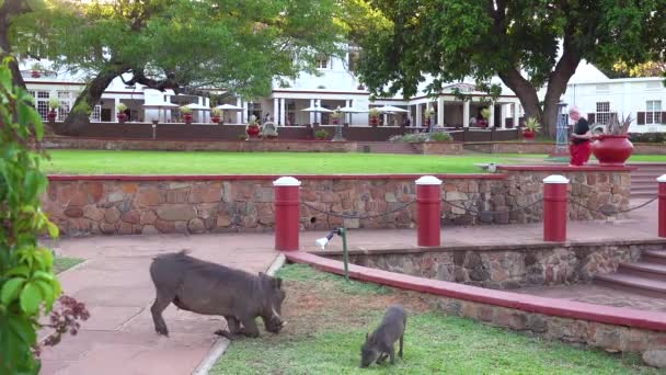 Warthogs Enni Füvet Alapon Elegáns Victoria Falls Hotel Zimbawbwe — Stock videók
