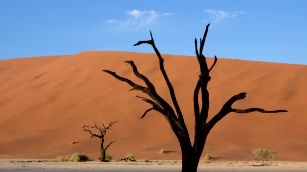 Árboles Muertos Siluetas Amanecer Deadvlei Sossusvlei Namib Naukluft National Park — Vídeos de Stock