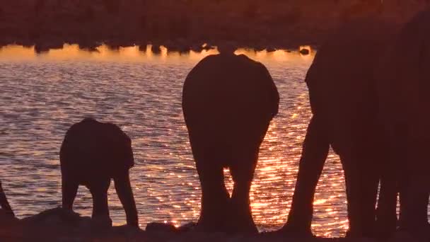 饥渴的非洲象在黄昏的金色落日下来到了一个浇水的地方 在南非的埃托沙国家公园里洗澡喝水 — 图库视频影像