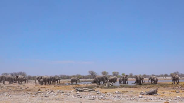 Gran Grupo Elefantes Africanos Bañan Chapotean Juguetonamente Abrevadero Parque Nacional — Vídeo de stock