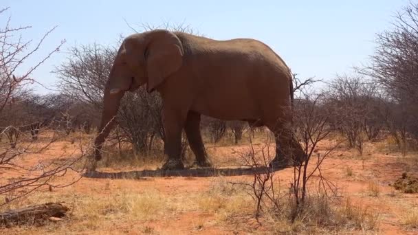 Çok Büyük Zarif Bir Afrika Fili Erindi Park Namibya Çalılıklarda — Stok video