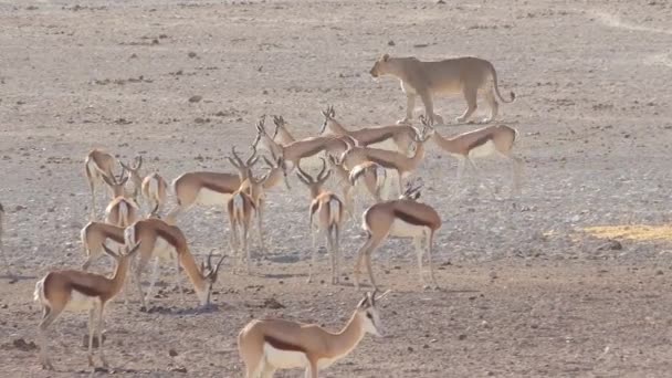 Leão Fêmea Caminha Caça Planície Savana África Com Antílope Springbok — Vídeo de Stock