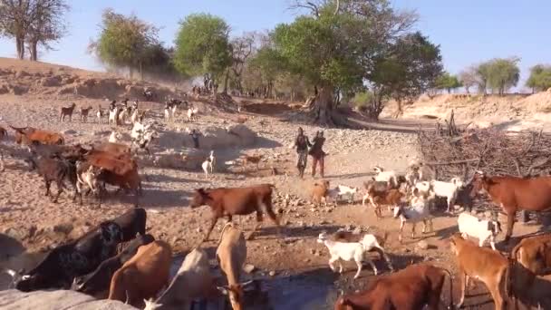 Två Afrikanska Herdar Vallfärdar Hundratals Getter Till Ett Vattenhål Den — Stockvideo