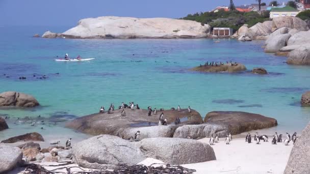 黒い足のペンギンが泳いで南アフリカの大西洋の海の岩の上を泳ぐカヤックのパドル — ストック動画