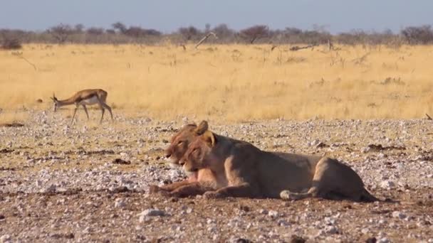 Two Female Lions Sit Savannah Africa Contemplating Next Meal Springbok — Stock Video