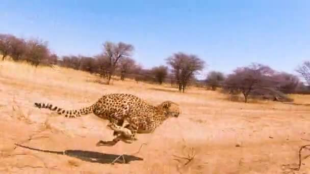Cheetahs Africanos Grandes Gatos Correndo Câmera Lenta Atrás Uma Cerca — Vídeo de Stock