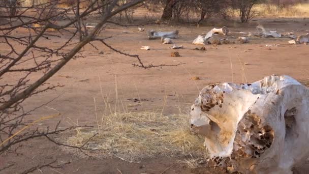アフリカの乾燥した平野にある密猟したアフリカゾウの死体の遺骨 — ストック動画