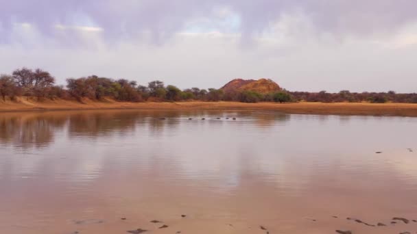 在非洲的厄林迪公园 一架很好的飞机在一个水坑上俯瞰着一群河马 — 图库视频影像