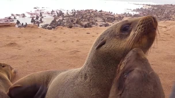 Tisíce Tuleňů Mláďat Shromáždí Atlantické Pláži Cape Cross Seal Reserve — Stock video