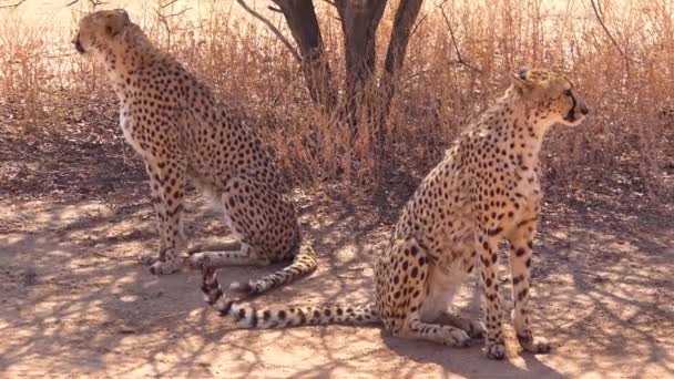 アフリカの平野に2匹の大きな猫の詐欺師が一緒にポーズをとります — ストック動画