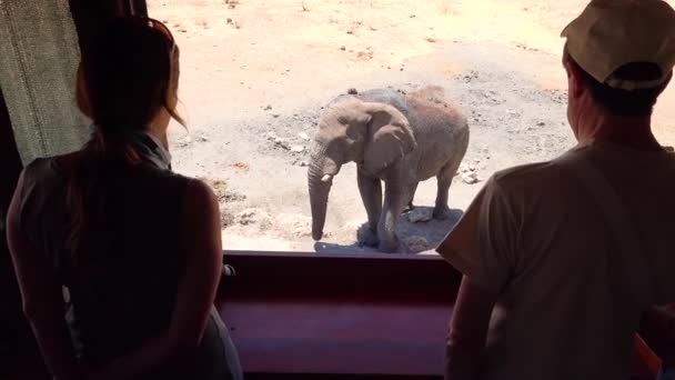 Turistler Namibya Daki Bir Birikintisinde Vahşi Yaşam Safari Parkındaki Bir — Stok video