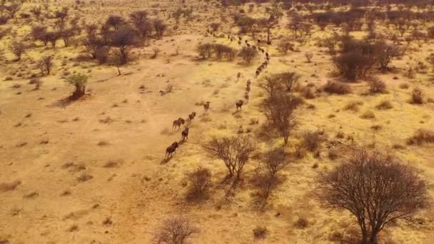 Excellent Drone Aerial Black Wildebeest Running Plains Africa Namib Desert — Stock Video