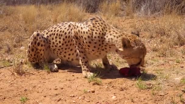 Красивый Гепард Ест Свежее Красное Мясо Равнинах Африки — стоковое видео