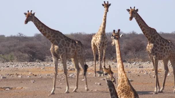 ナミビアのエトーシャ国立公園の乾燥した平野のグループに複数のキリンが立っています — ストック動画
