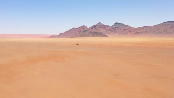 ナミビア砂漠の真ん中に座っている一本の孤独な木の空中 — ストック動画