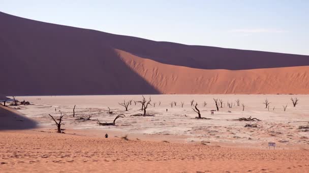 Touristen Spazieren Der Morgendämmerung Deadvlei Und Sossusvlei Namib Naukluft National — Stockvideo