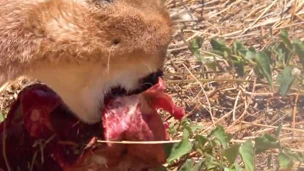 一只非洲的驼 一只像食肉动物一样的山猫 吃生肉 — 图库视频影像