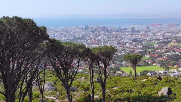 Flygfoto Avslöjar Skyline Centrala Kapstaden Sydafrika Från Sluttningen Med Akaciaträd — Stockvideo