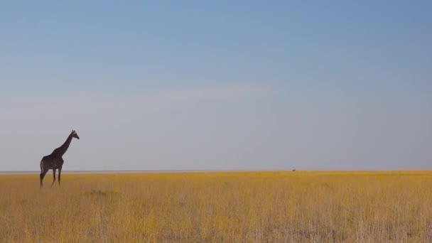 Lonely Giraffe Walks Open Savannah Etosha National Park Namibia — Stock Video