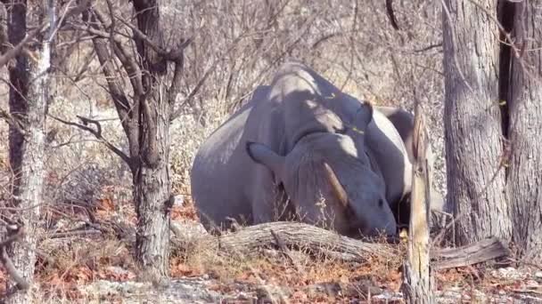 在纳米比亚的埃托沙国家公园里 一头长着角的非洲白犀牛坐在一棵树下 — 图库视频影像