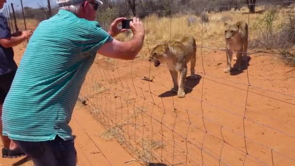 Aggressiva Djur Arga Lejon Interagerar Med Och Skrämmer Turister Bakom — Stockvideo